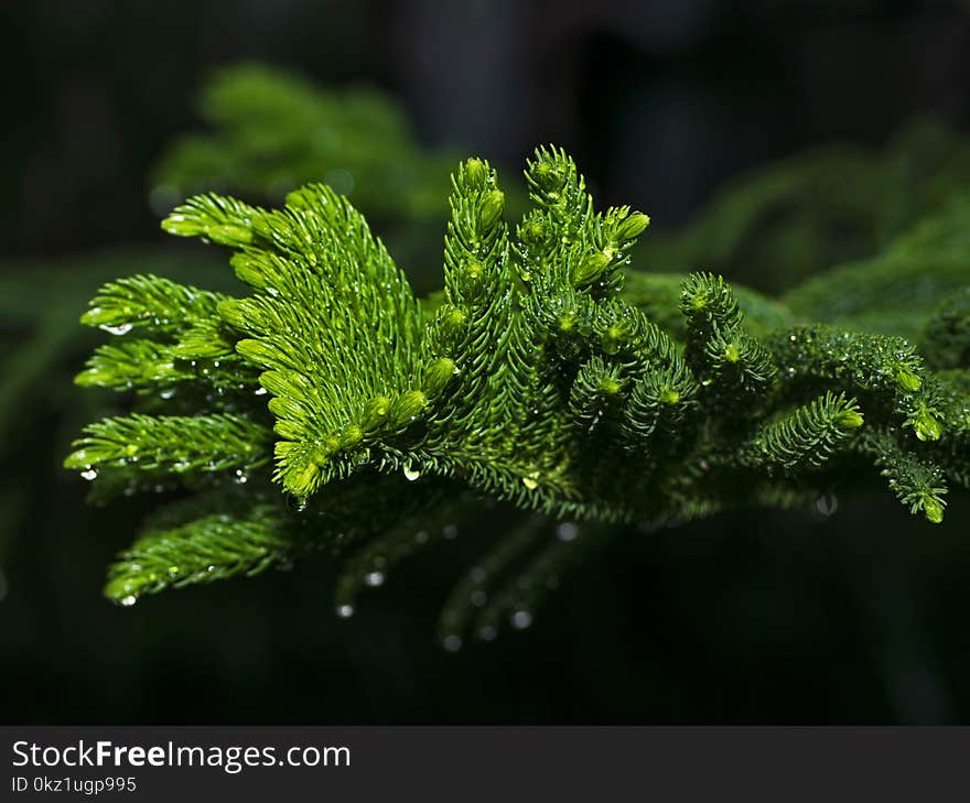 Morning dew on the branch