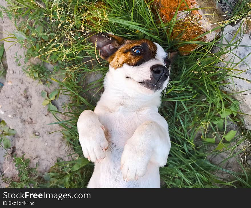 Jack Russell Terrier lying in grass