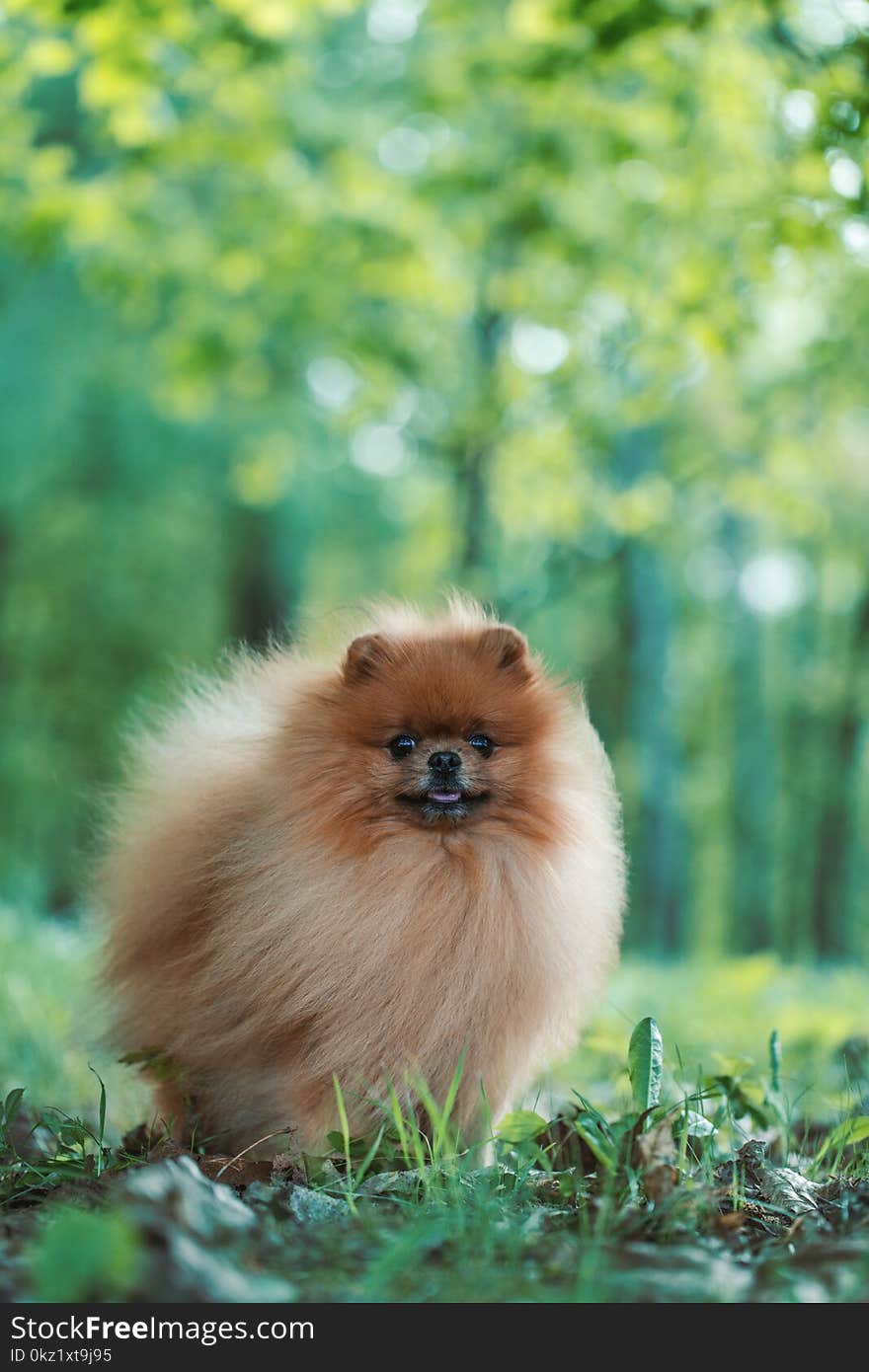 Pomeranian dog walking in the summer park. Beautiful dog