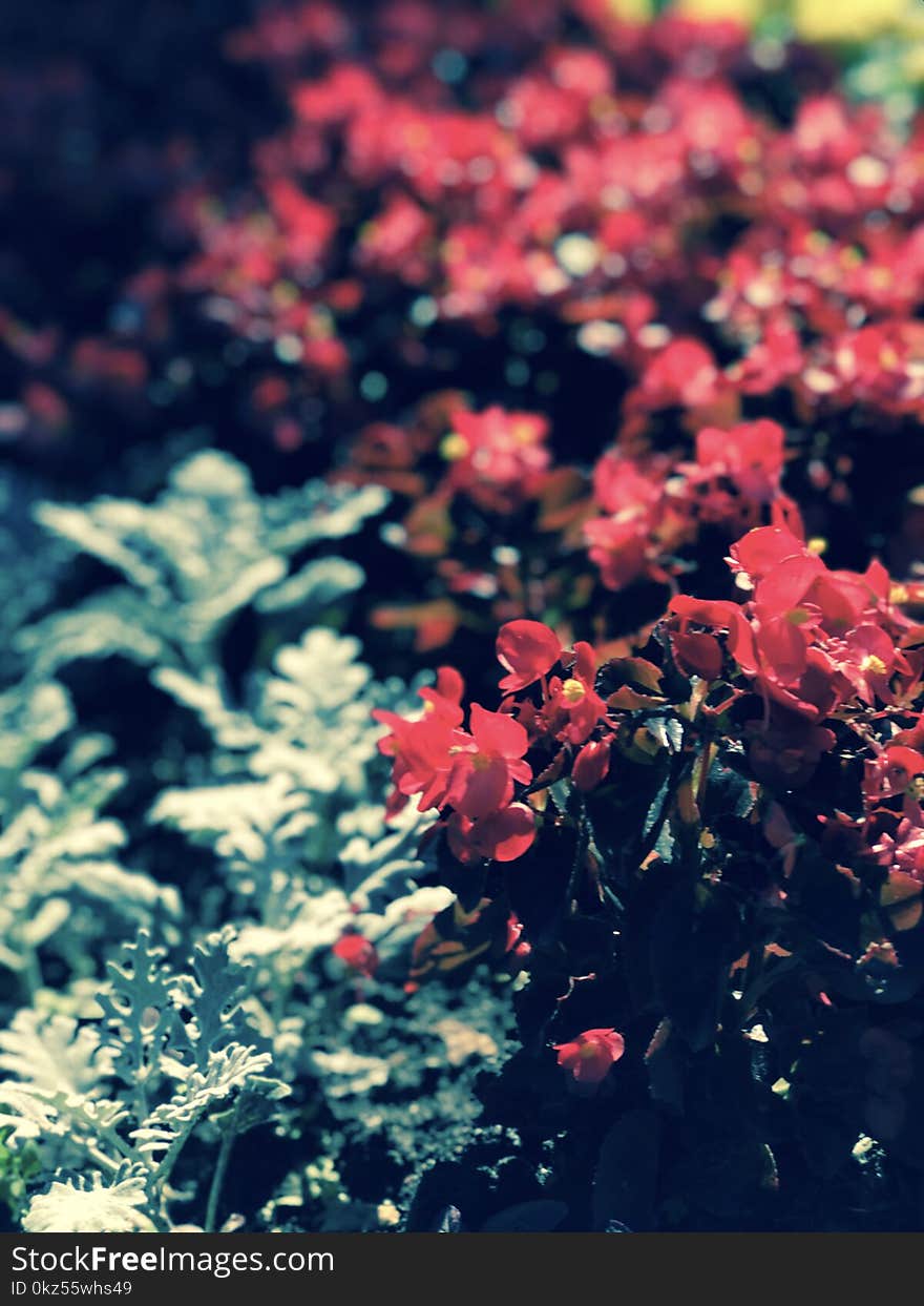 Red flowers in the middle of Kyiv - UKRAINE - RED