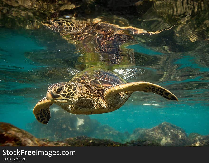 Hawaiian green sea turtle giving a glare to the camera. Hawaiian green sea turtle giving a glare to the camera