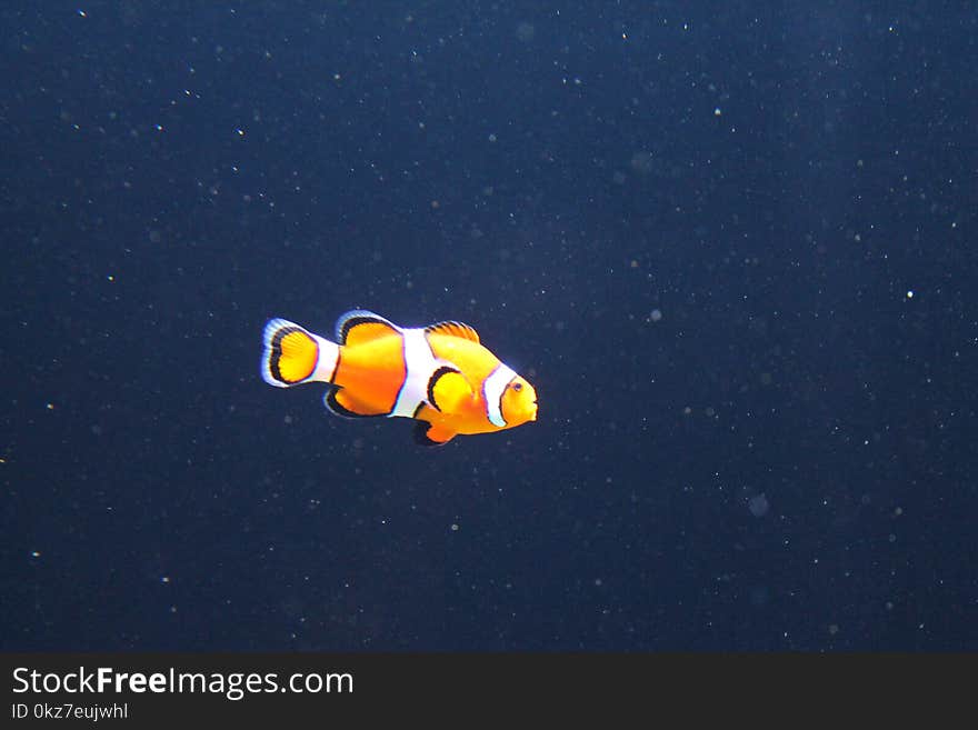 Clown fish in the ocean trying to find himself. Clown fish in the ocean trying to find himself