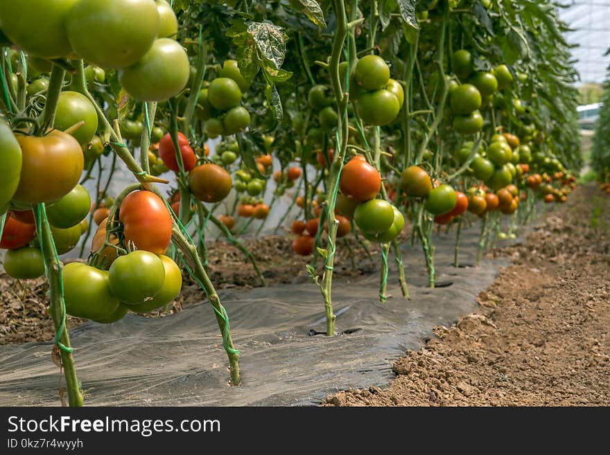 Inside of the greenhouse tomato farm.Many green and red tomatoes in the line. Inside of the greenhouse tomato farm.Many green and red tomatoes in the line.