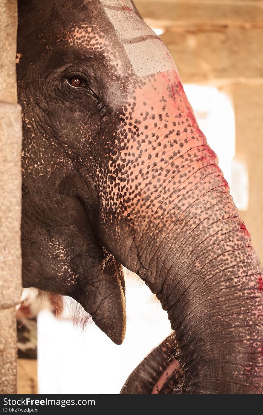 Smiling elephant with painted nose - a trunk