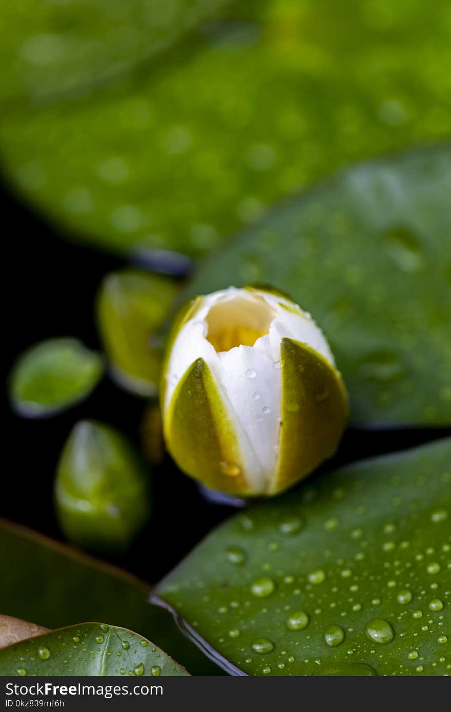 White waterlily bud in the pond