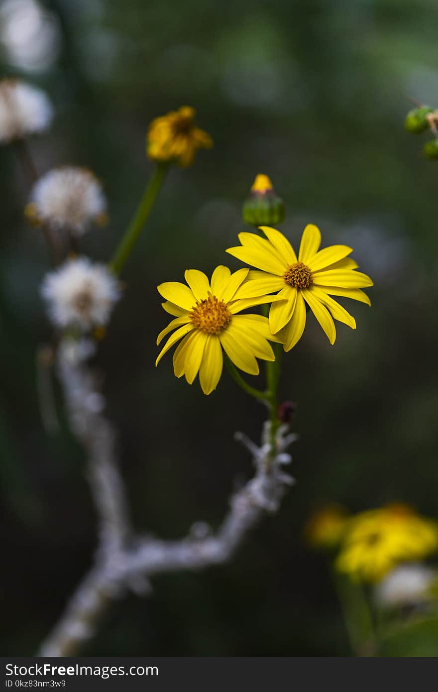 Broomstick Tree flowers