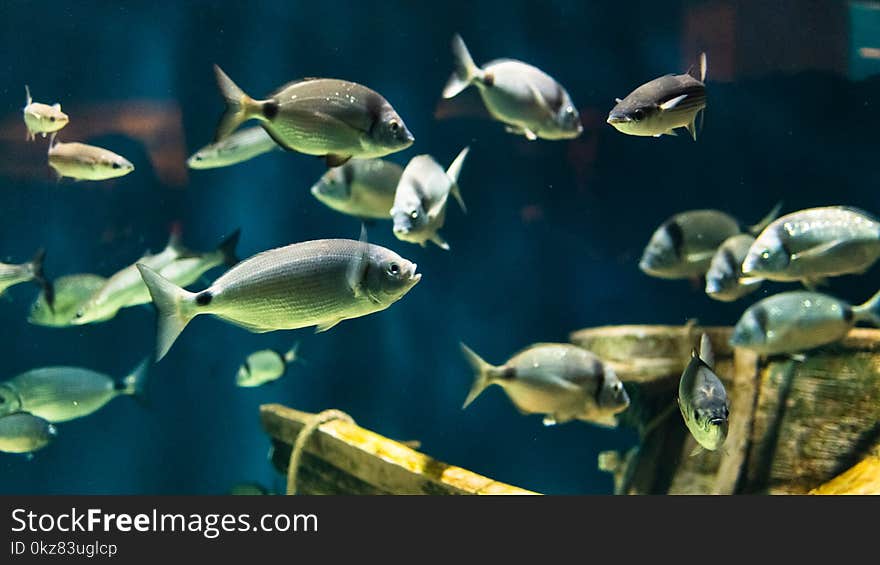 Herd of white bream swims in the tanks of an aquarium