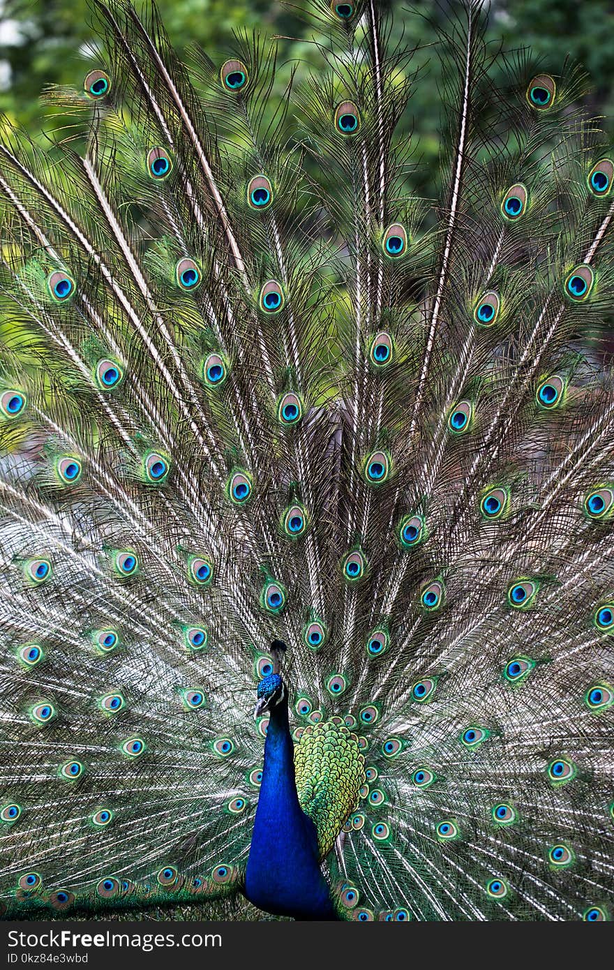 Peacock with feathers out