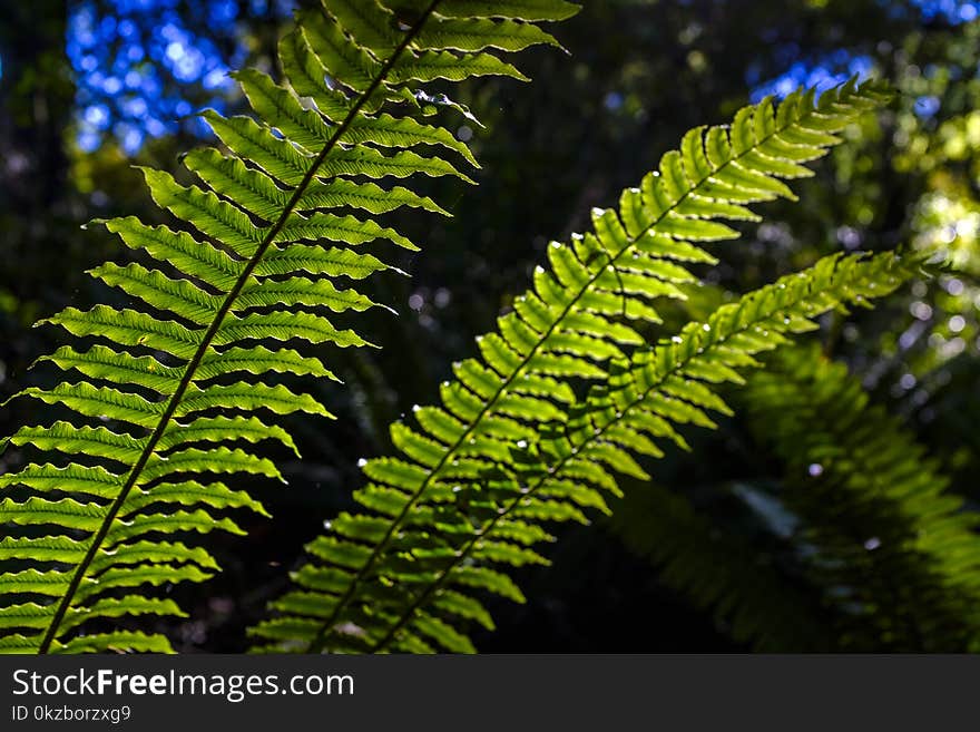 Detail of a wild fern in a forest