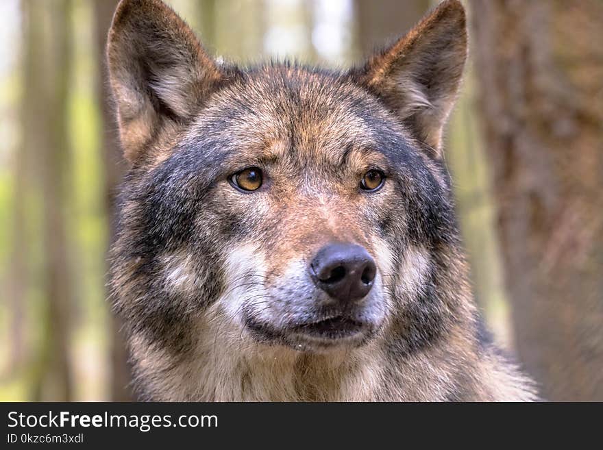 European Wolf (Canis lupus) closeup portrait in natural forest habitat looking to side. European Wolf (Canis lupus) closeup portrait in natural forest habitat looking to side