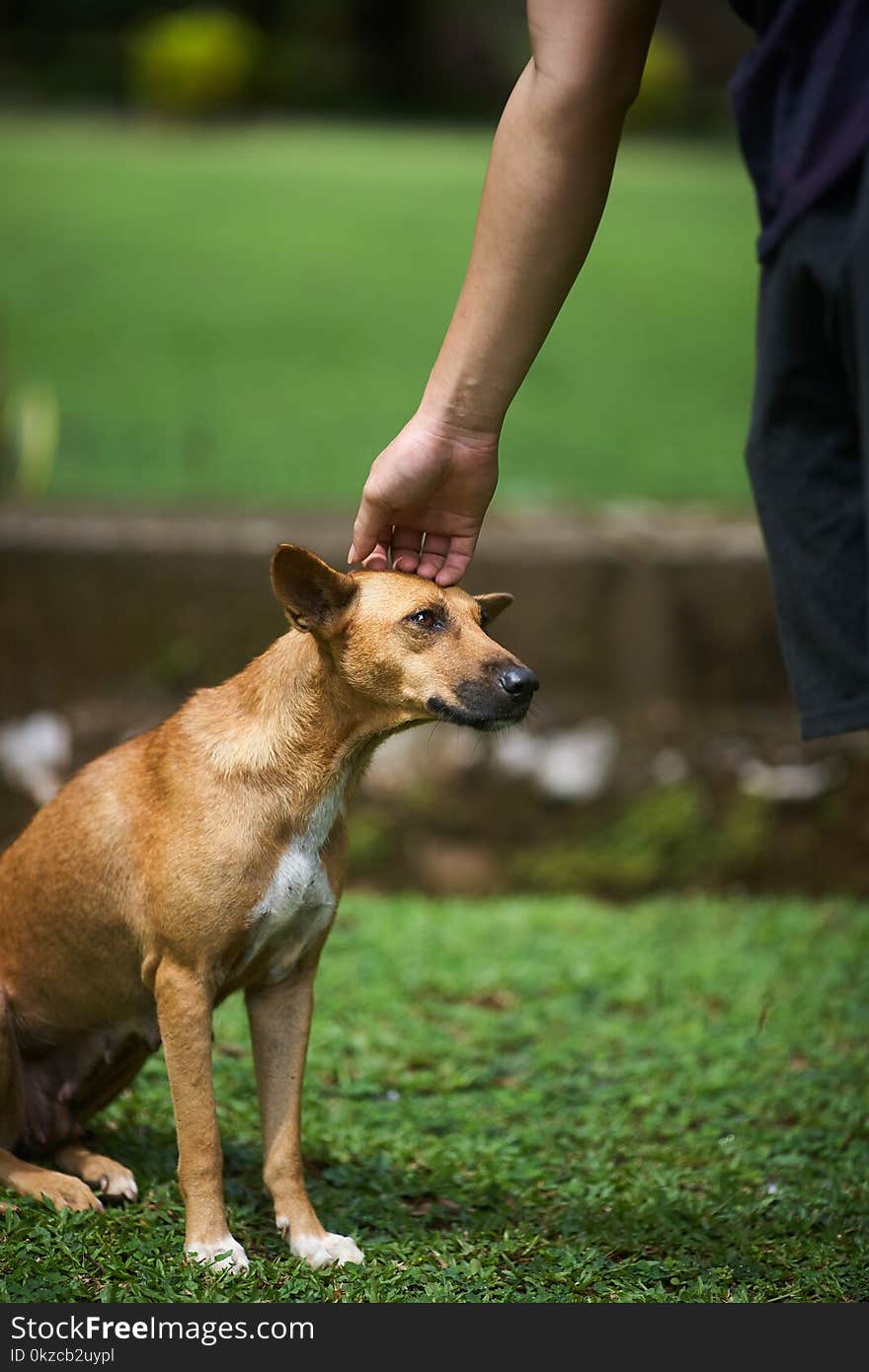 Dog being patted on the head