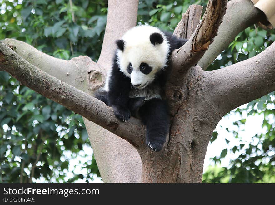 Funny Panda Cub sitting on the Tree. Funny Panda Cub sitting on the Tree