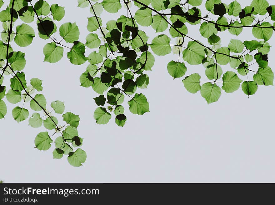 Shallow Focus Photography of Green Leaves