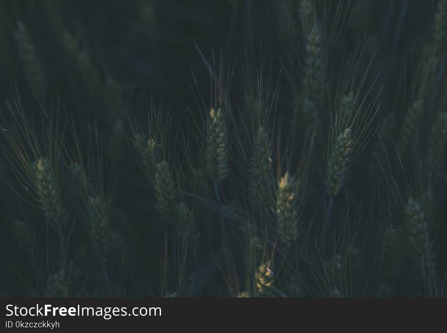 Green Plants at Daytime