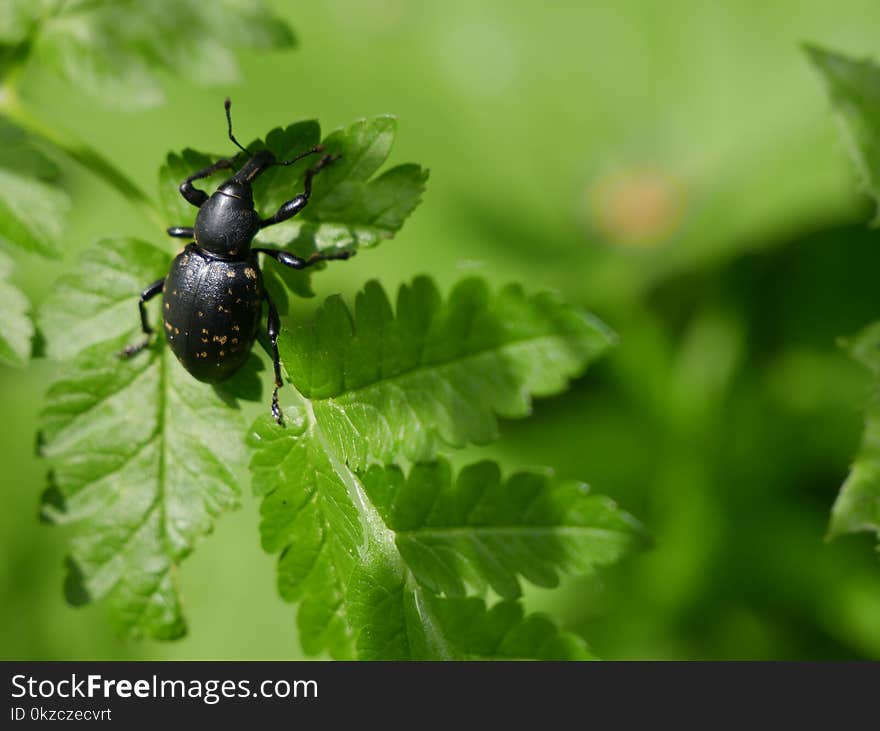 Black Weevil on Green Leaf