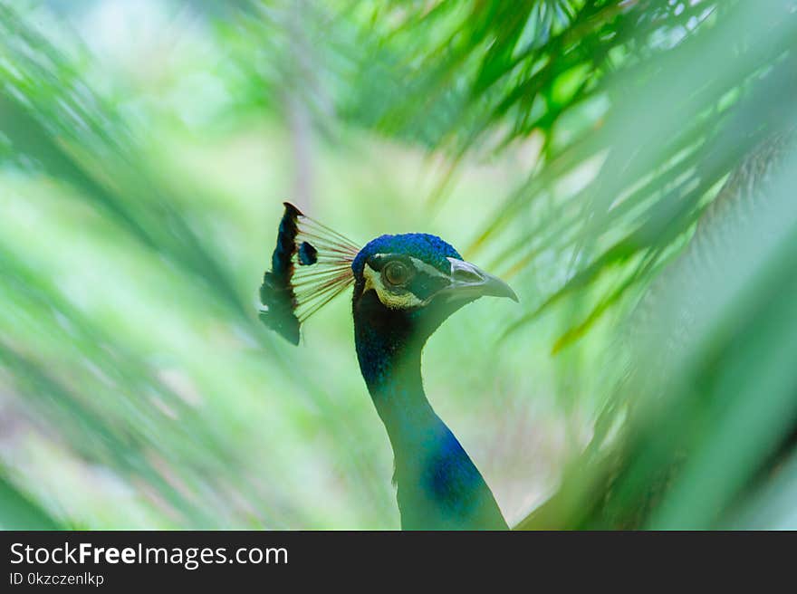 Close-up Photography of Blue Peacock