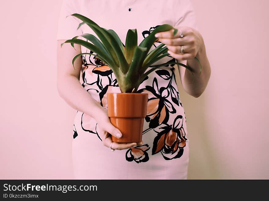 Person Holding Brown Pot With Green Leaf Palm