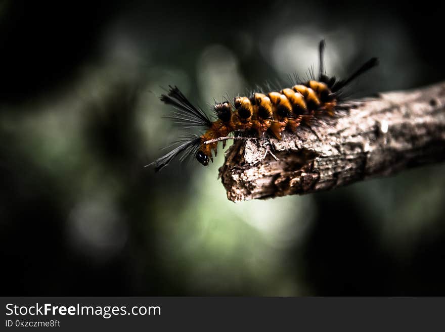 Shallow Focus Photography Of Brown And Black Worm