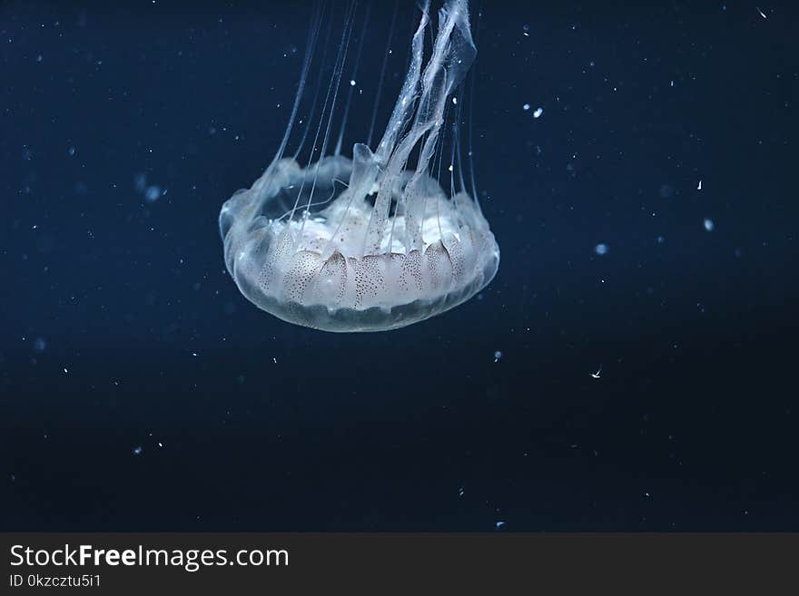 Underwater Photography Of Jellyfish