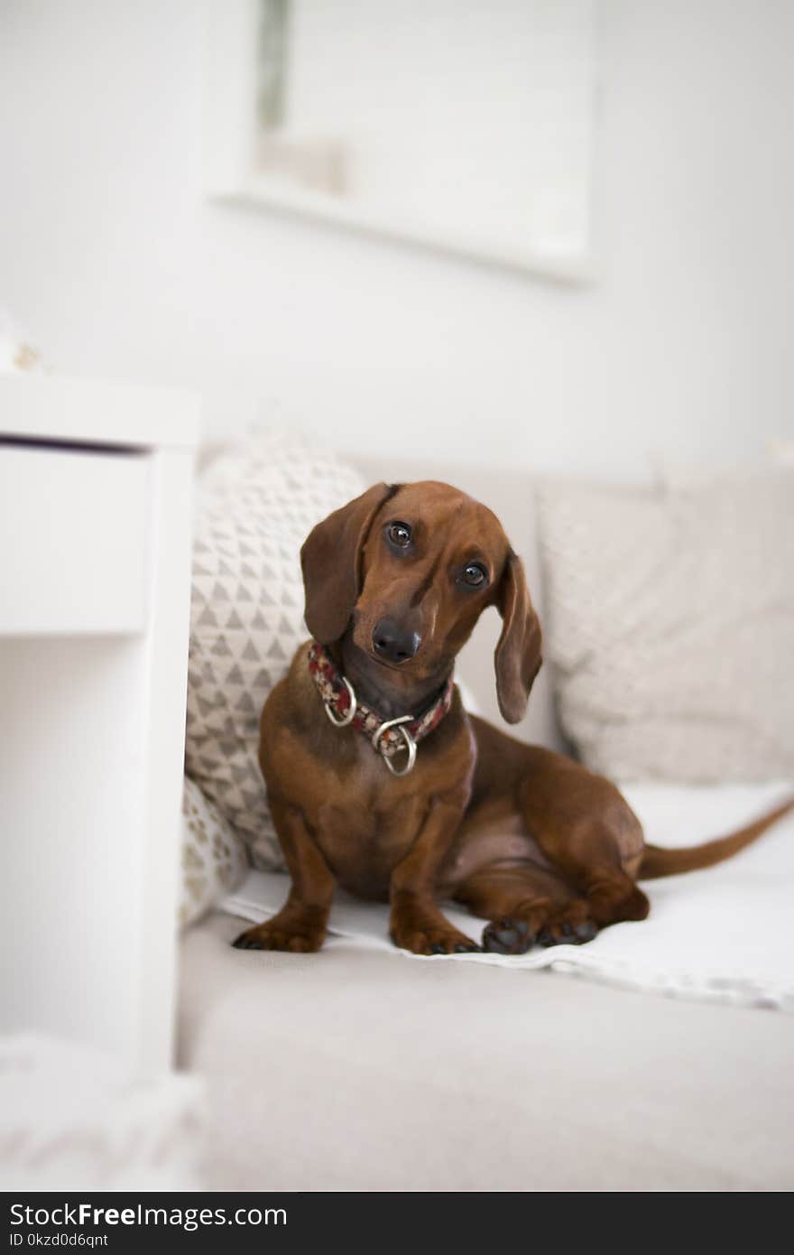 Dachshund On Bed