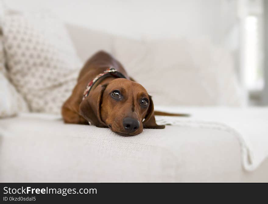 Adult Brown Dachshund