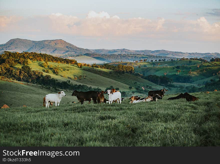 Herd of Cattle in Daytime