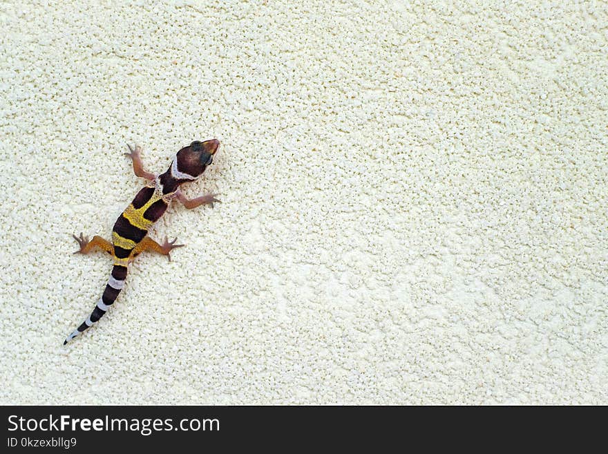 Eublepharis Macularius is cute leopard gecko. Little Lizard.