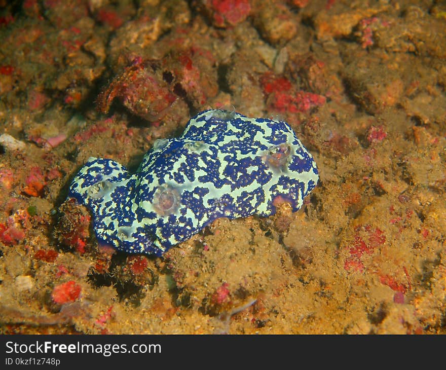 The amazing and mysterious underwater world of the Philippines, Luzon Island, Anilаo, demosponge