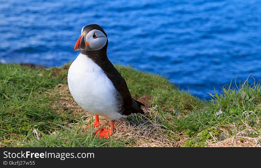 Puffin by the sea