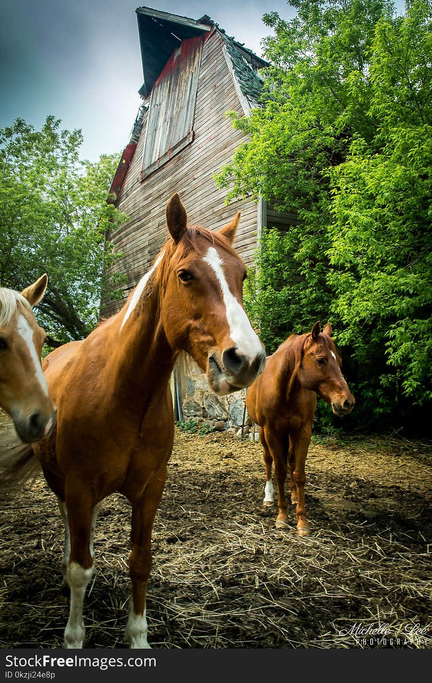 Horses In Front Of A Barn