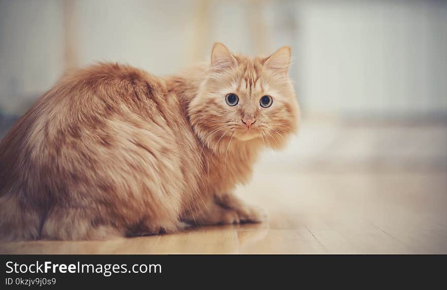 The striped red domestic cat on a floor. The striped red domestic cat on a floor.