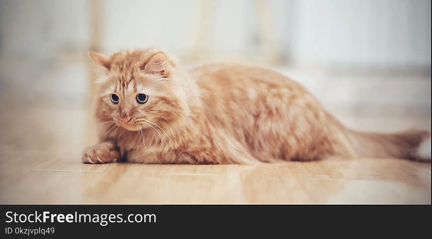 The striped red cat lies on a floor.