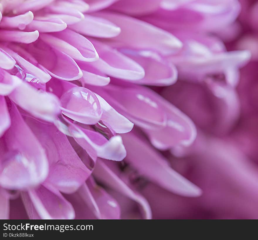 Pink chrysanths flower with water drop