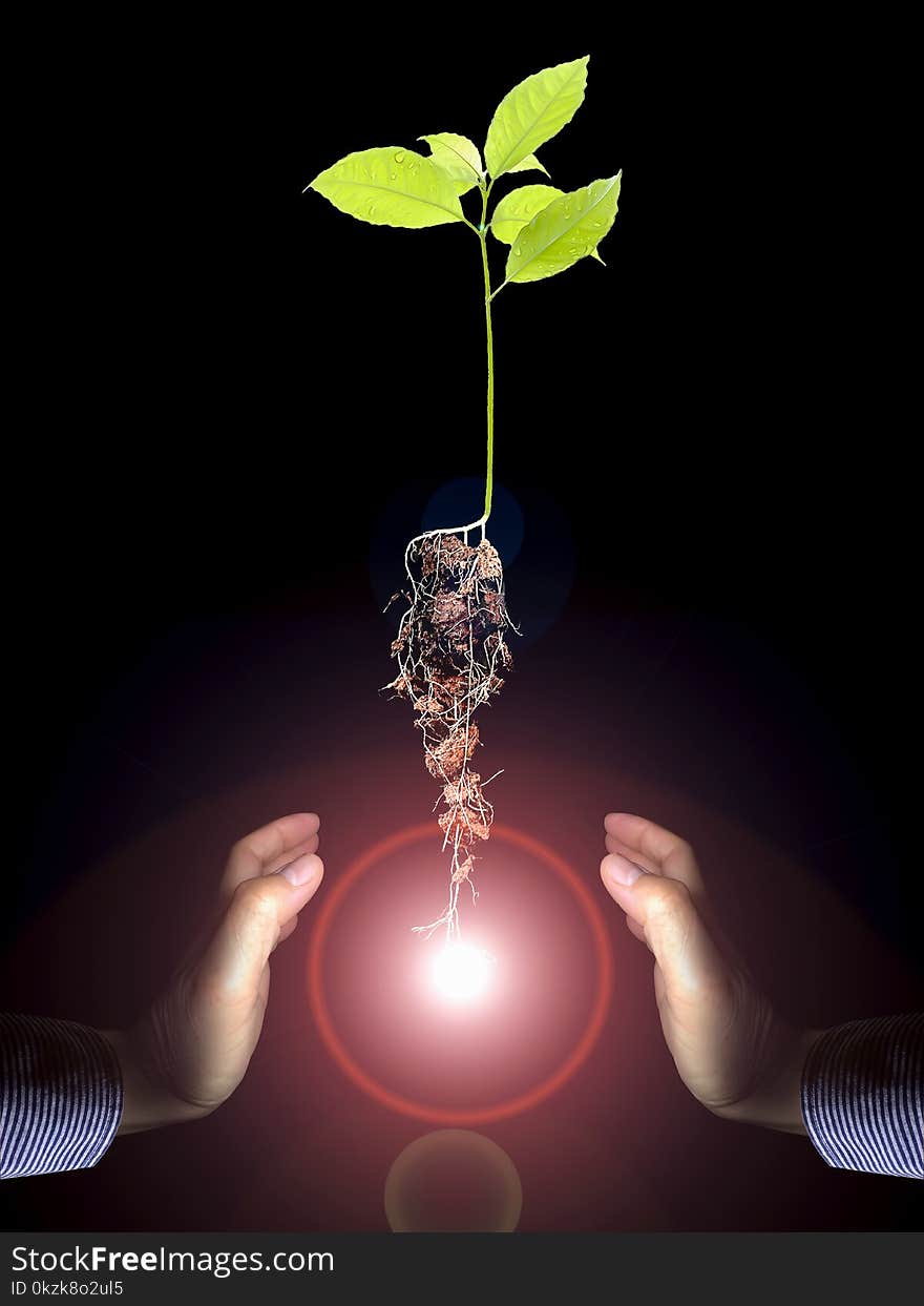 Hands Of Businessman Holding Floating Growing Tree.