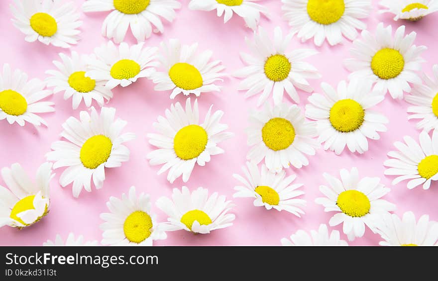 Closeup of beautiful daisies on an pink background