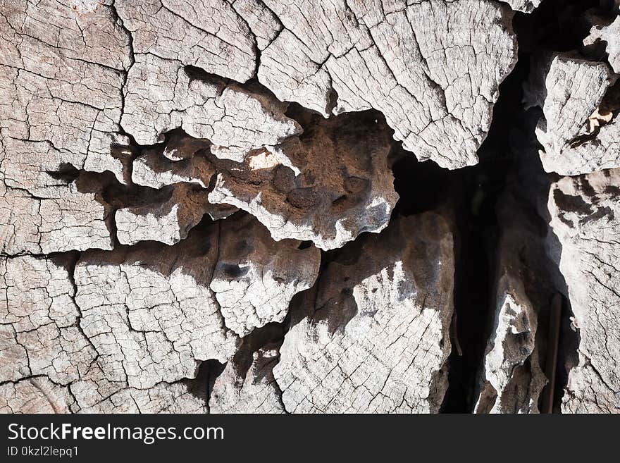 Nature color wood texture background. Old wooden texture. Wooden texture. Close up shot Old wooden textured.