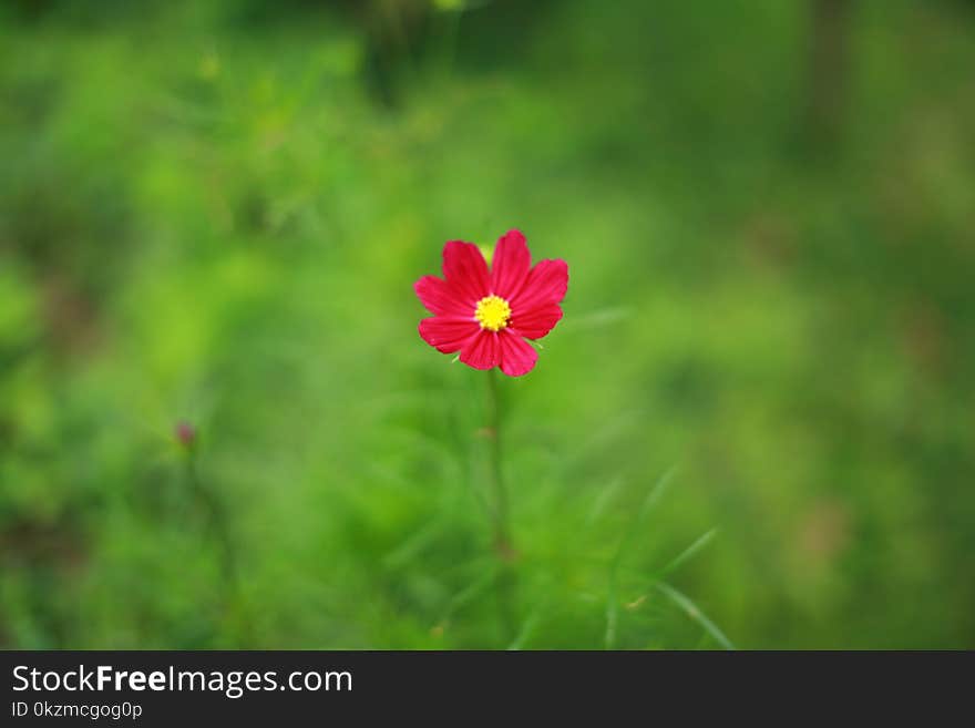 Red Flowers