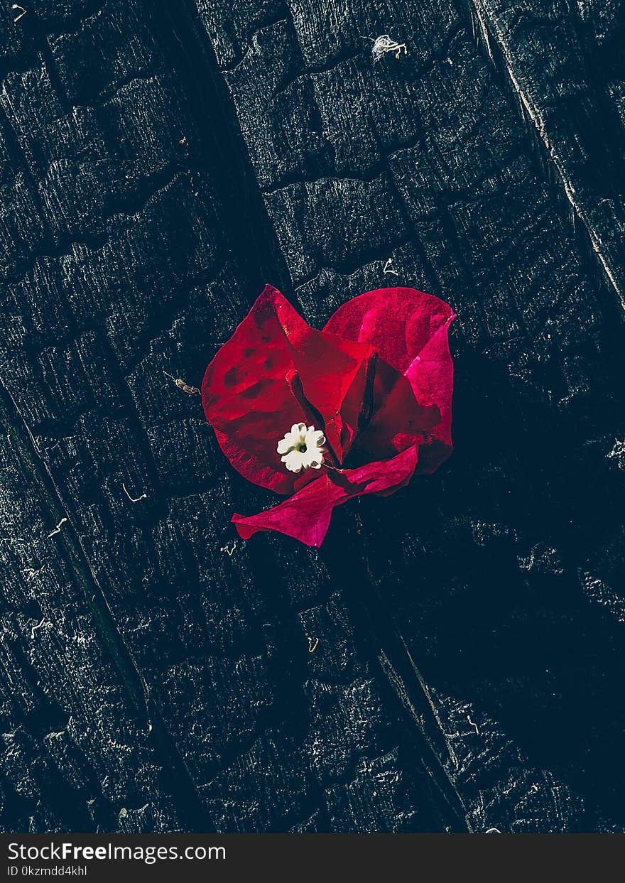 Pink flower on a burnt tree close up.