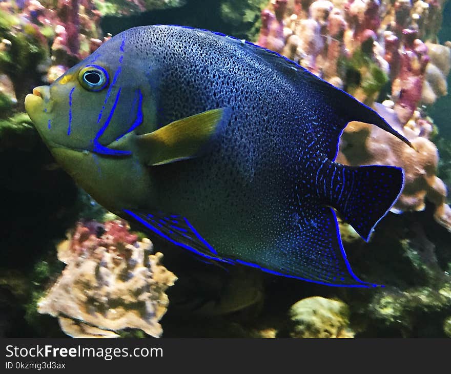 Beautiful blue fish in the aquarium zoo view