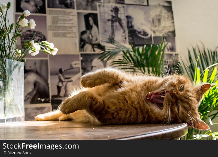 Lazy orange ginger british cat yawning on a wooden table in a hipster decorated kitchen in Berlin, sunbathing on a summer afternnon. Lazy orange ginger british cat yawning on a wooden table in a hipster decorated kitchen in Berlin, sunbathing on a summer afternnon