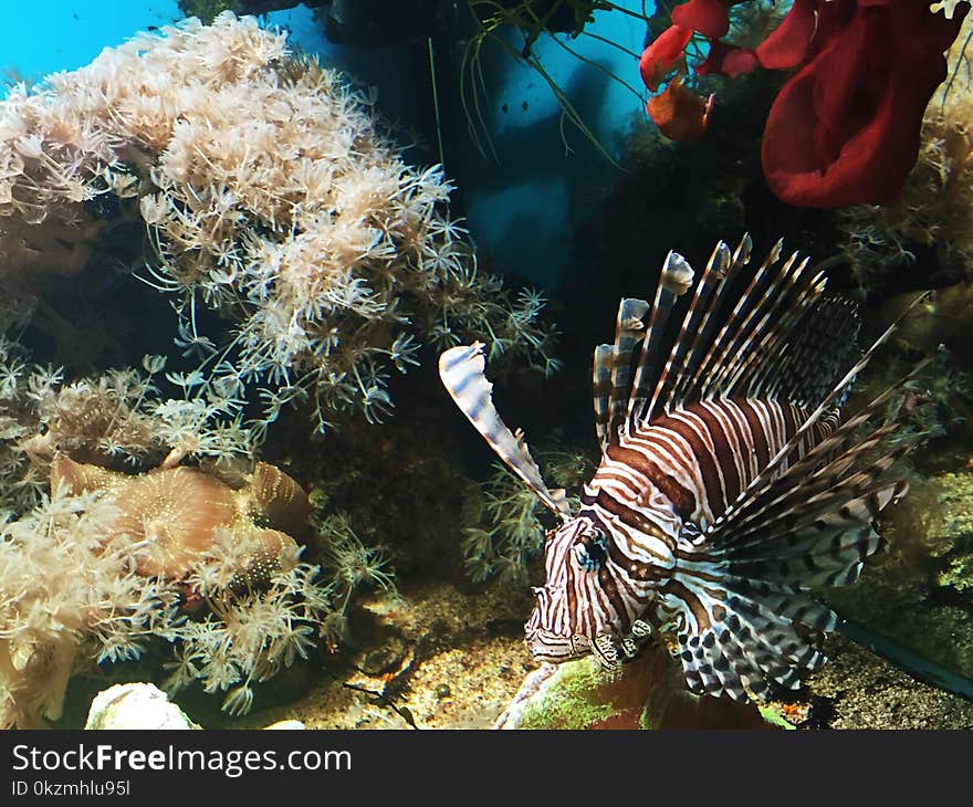 Beautiful brown fish with white stripes in the aquarium