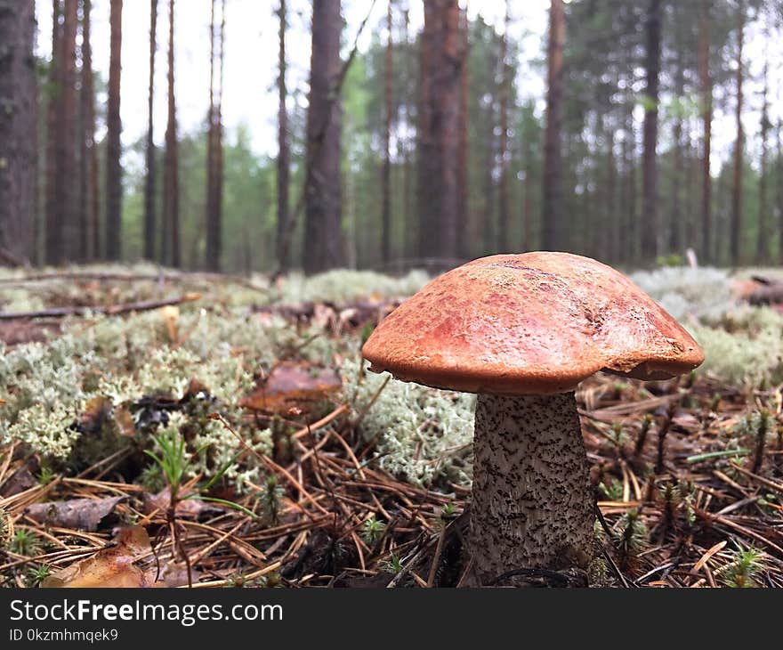 White mushrooms in the forest. Gathering Wild Mushrooms.