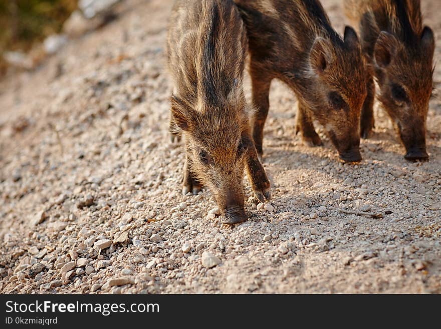 Wild boars graze on nature