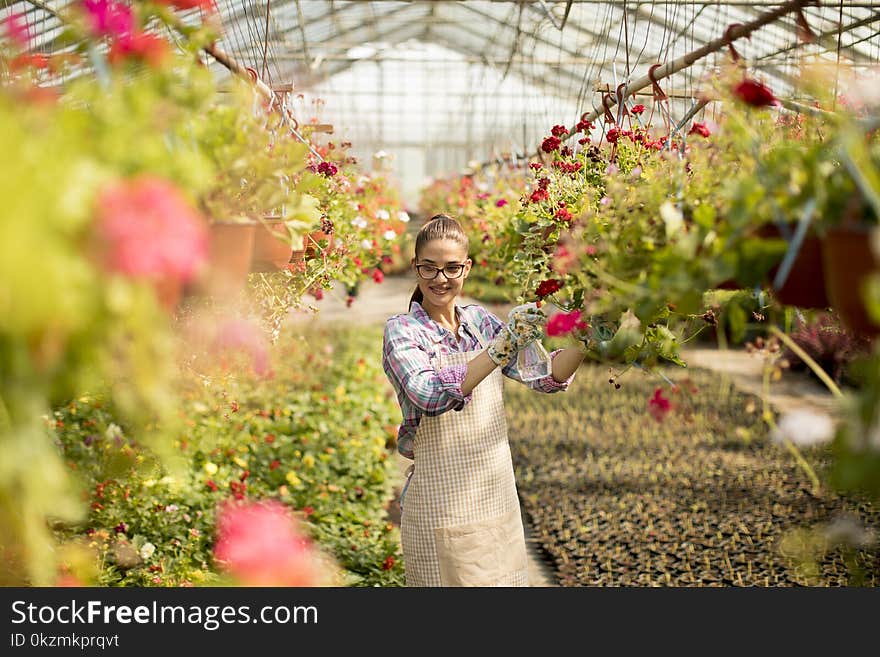 Young Woman Working With Spring Flowers In The Greenhouse