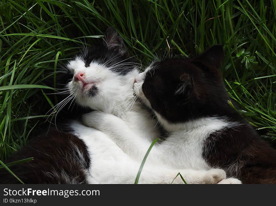 Cat, Fauna, Whiskers, Small To Medium Sized Cats