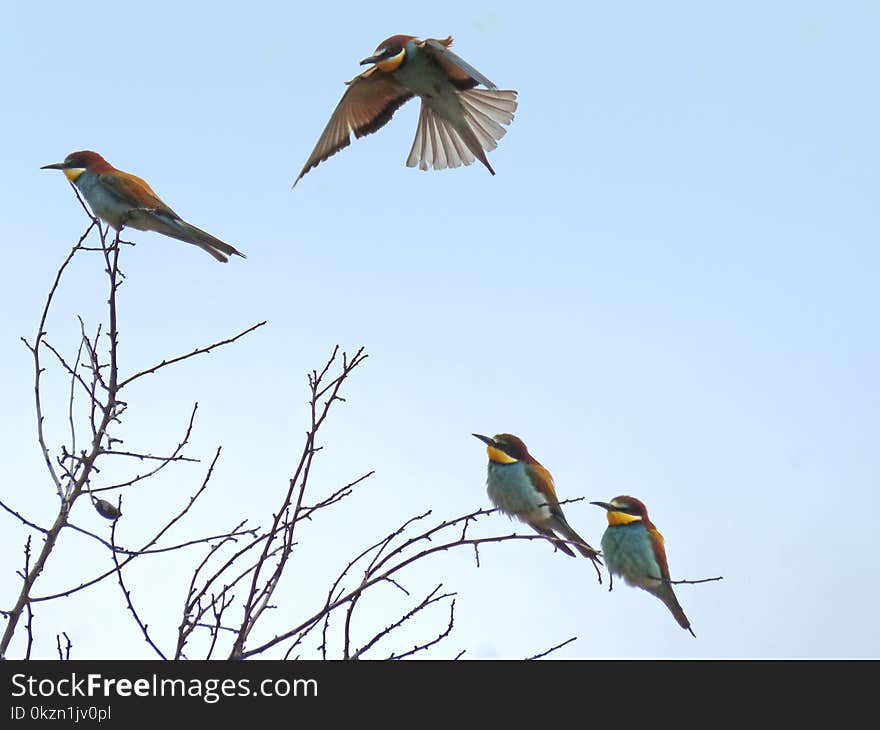 Bird, Fauna, Ecosystem, Beak