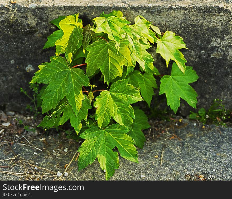 Plant, Leaf, Tree, Maple Tree