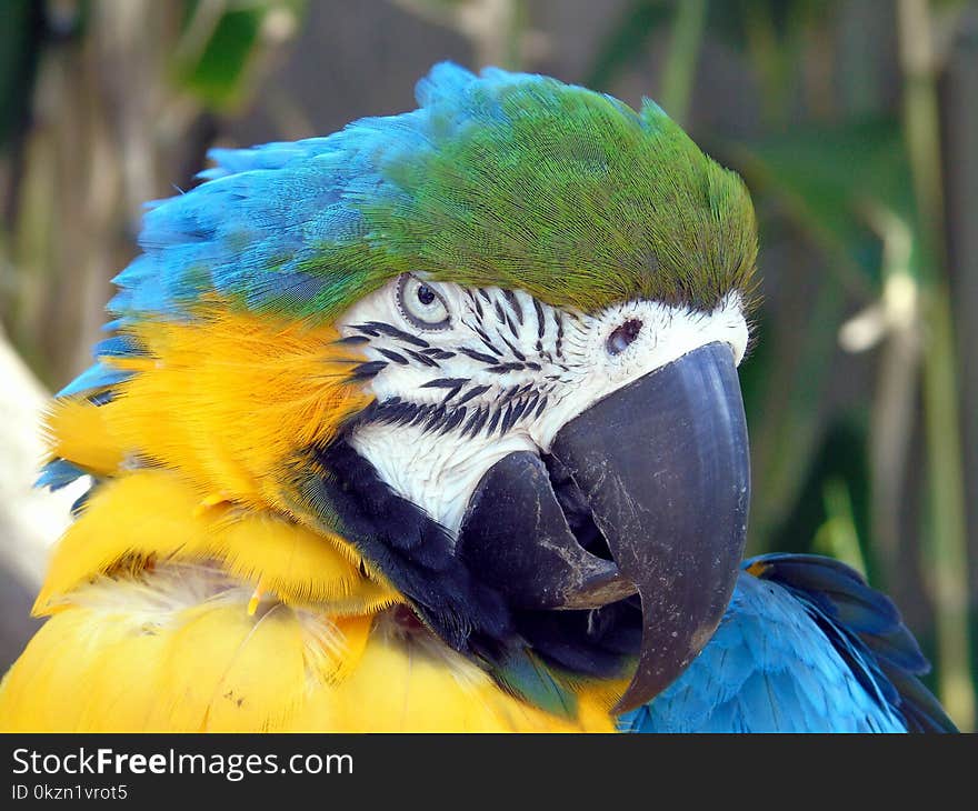 Bird, Beak, Macaw, Parrot