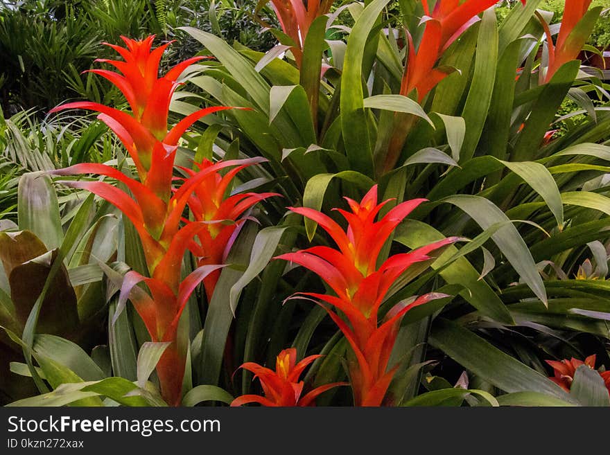 Plant, Vegetation, Flora, Leaf