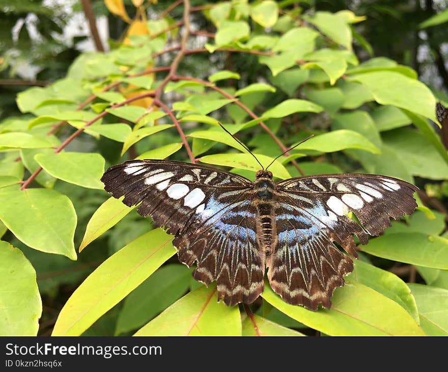 Butterfly, Moths And Butterflies, Insect, Invertebrate